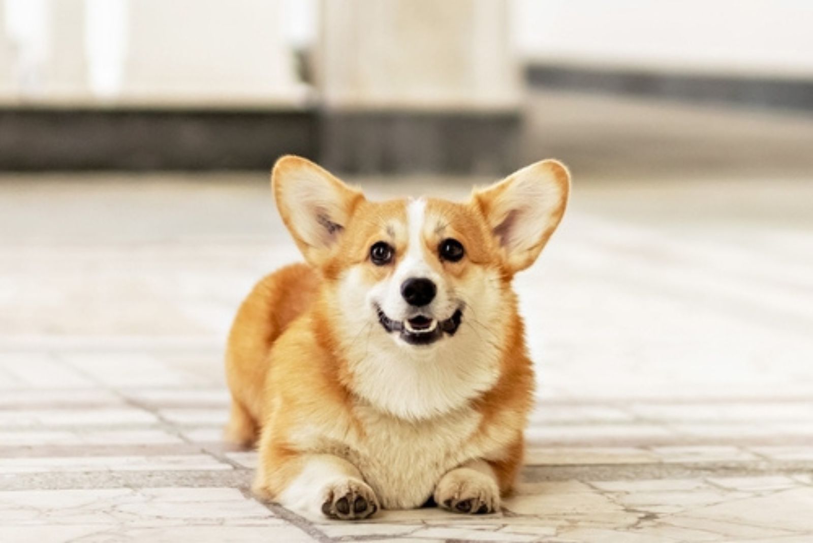 13 Irresistible Corgi Mixes That Will Melt Your Heart