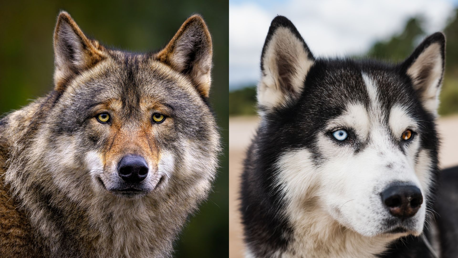 13 Key Differences That Will Help You Tell A Wolf From A Husky