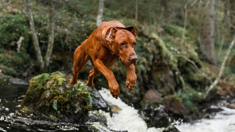 13 Muscular Dog Breeds That Win Hearts Across America