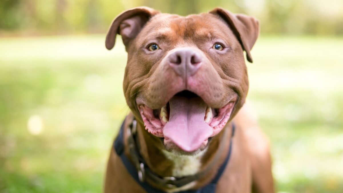 13 Surprising Reasons Why Pit Bulls Are Better Pets Than You Think