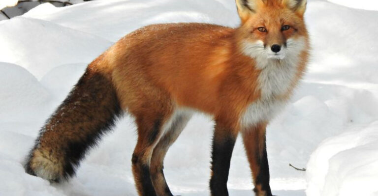 13 Fluffy-Tailed Animals You’ll Fall In Love With