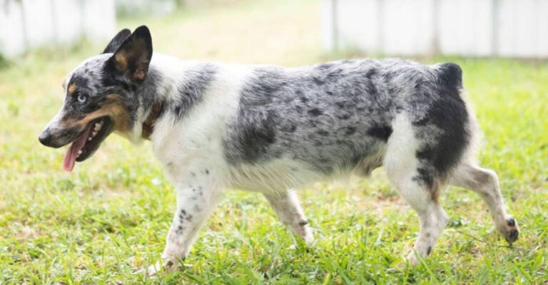 13 Irresistible Blue Heeler Mixes That Will Steal Your Heart