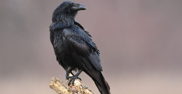 13 Most Beautiful Black Birds In America