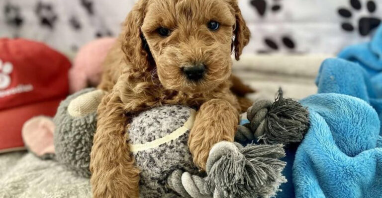 13 Must-Know Facts About The F1b Goldendoodle That Will Surprise You