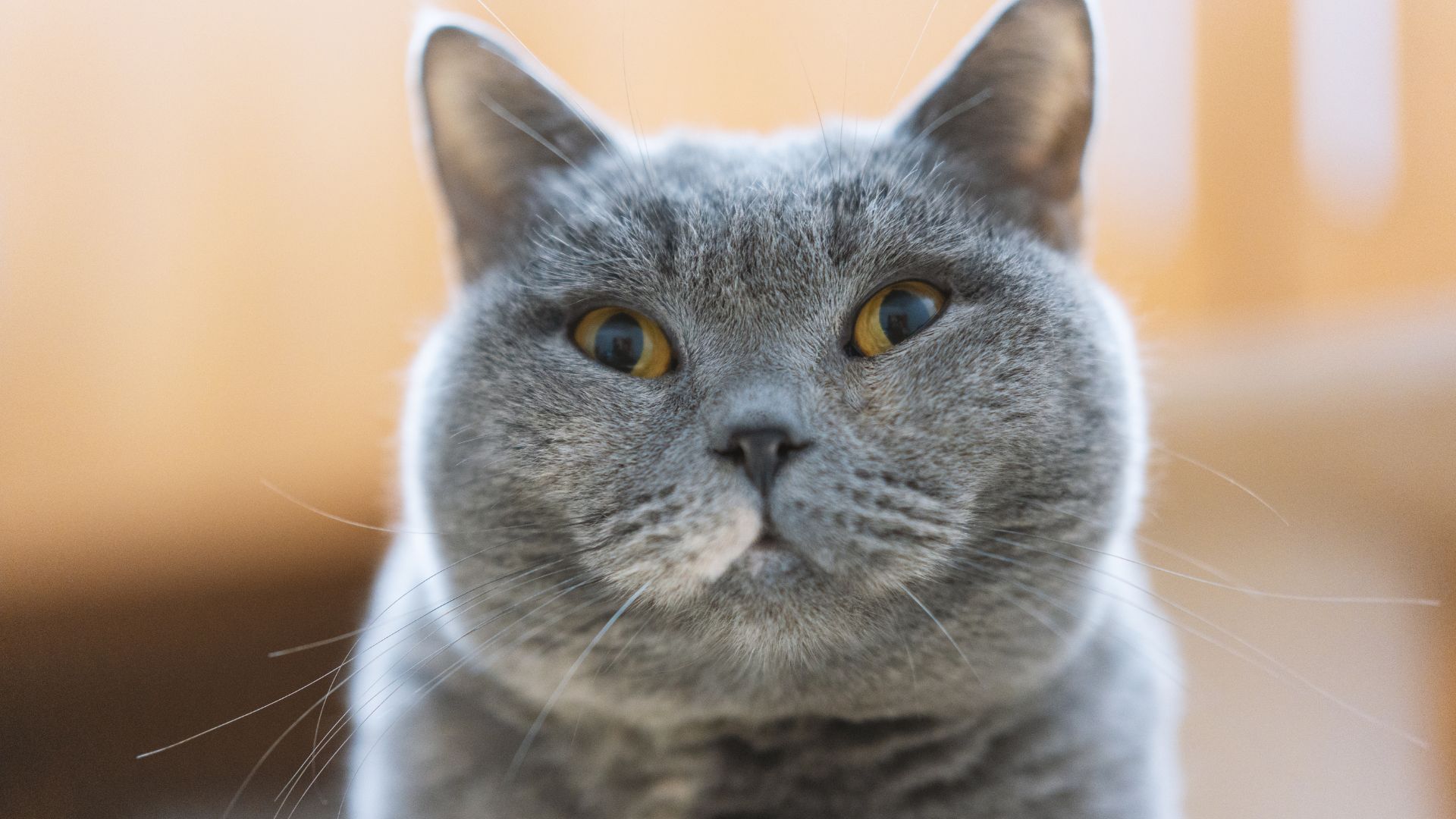 14 Cat Breeds With Surprisingly Big Heads