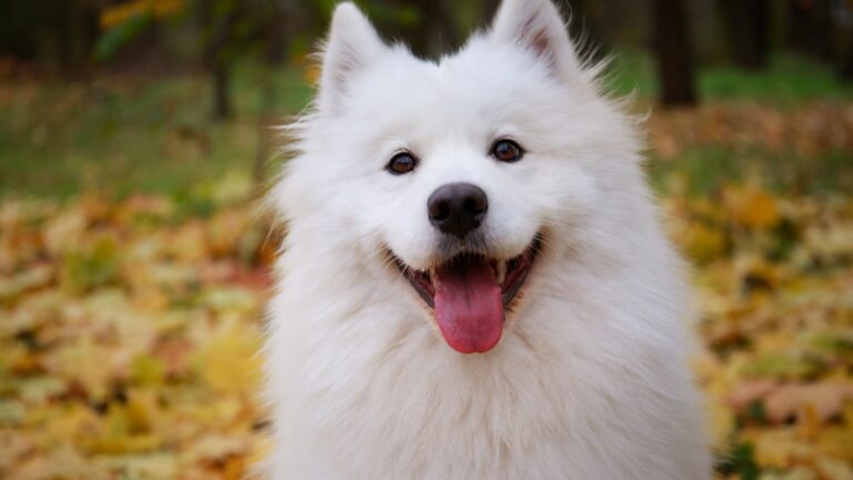 14 Dog Breeds That Make Terrible Guard Dogs