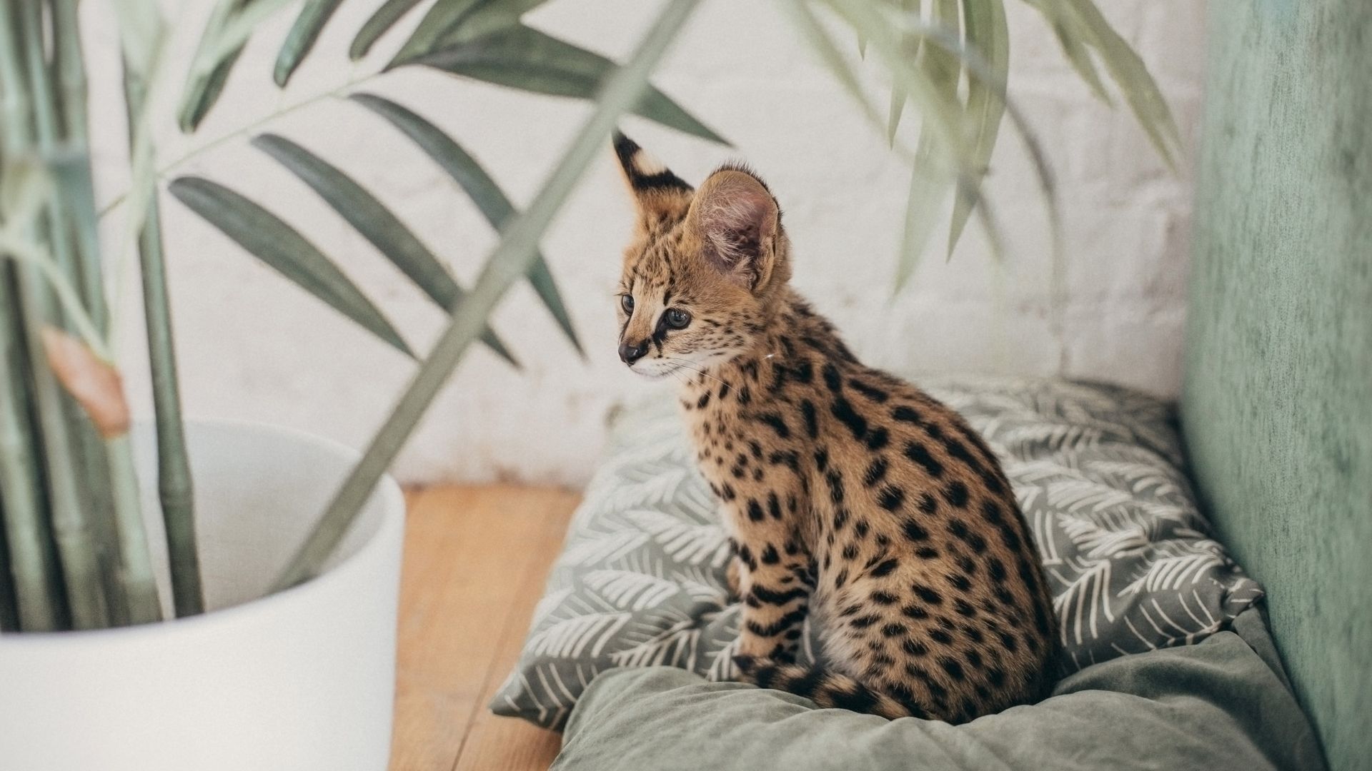 14 Exotic Cats That Are Great As Pets