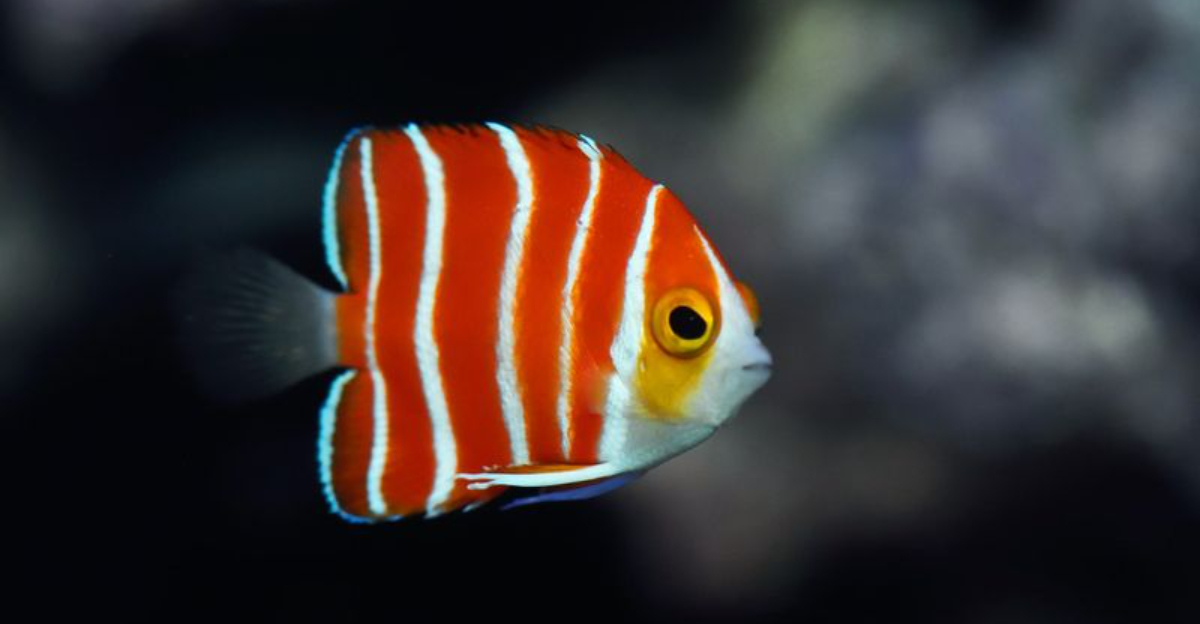 14 Exotic Tropical Fish That Are Hard To Find