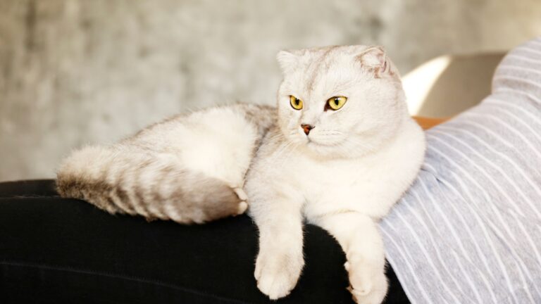 14 Gorgeous Blonde Cat Breeds That Will Steal Your Heart