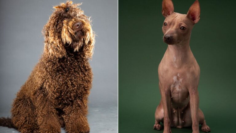 14 Gorgeous New AKC Dog Breeds That Will Amaze You