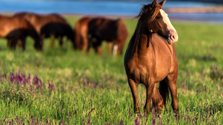 14 Incredible Facts About Horses That Will Amaze You