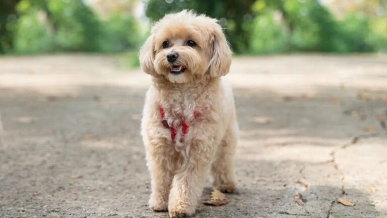 14 Most Charming Poodle Mixes You’ll Want To Bring Home