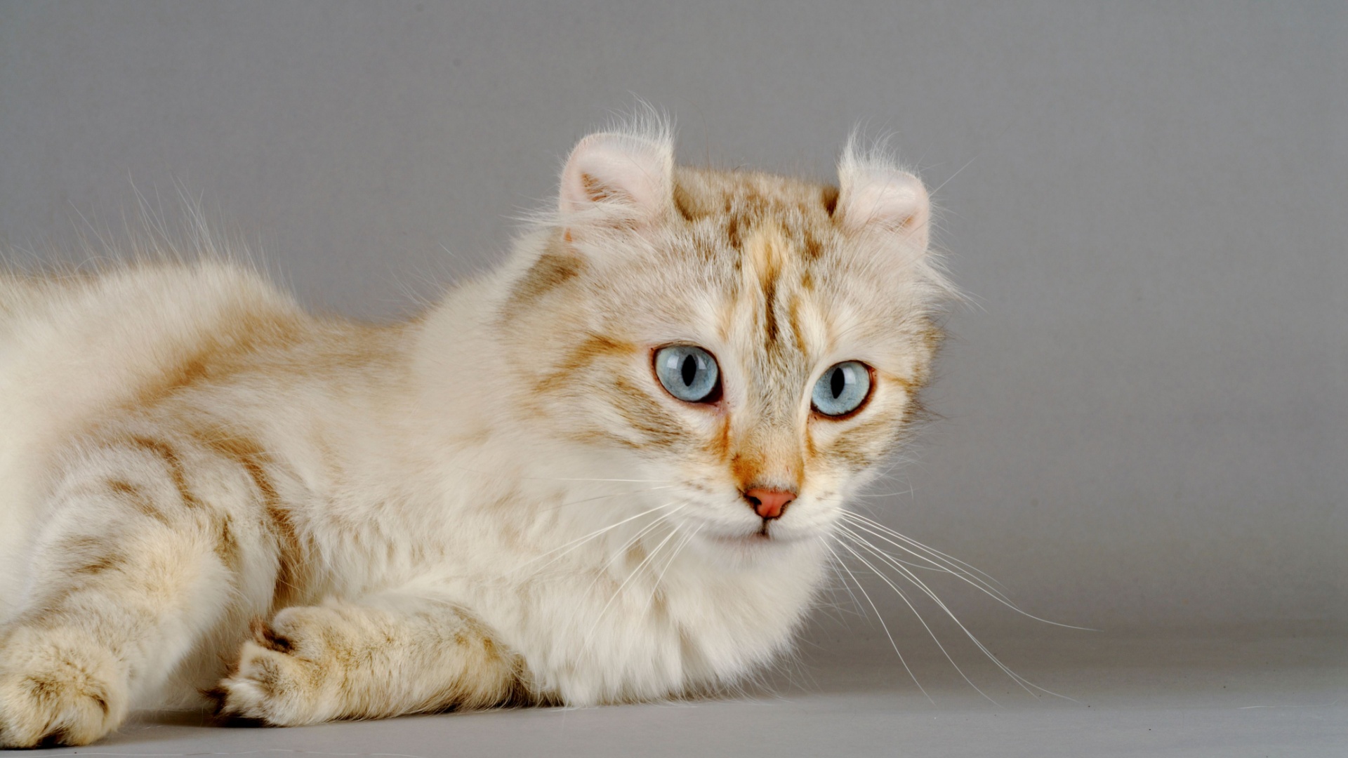 14 Rare And Unique Cat Breeds You’ll Instantly Fall In Love With