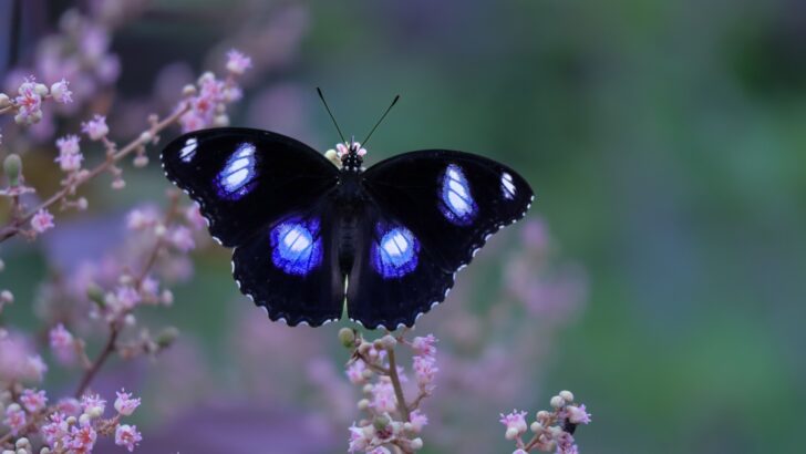 14 Stunning Butterflies That Will Take Your Breath Away