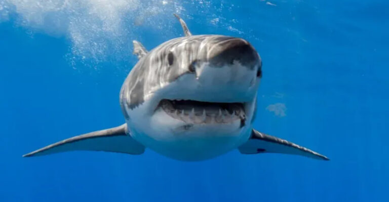 14 Common Myths About Great White Sharks Finally Busted
