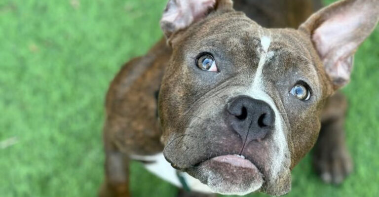 14 Essential Facts You Need To Know About Raising A French Bulldog Pitbull Mix