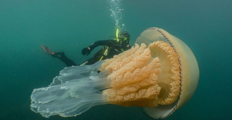 14 Largest Jellyfish In The World That Will Amaze You