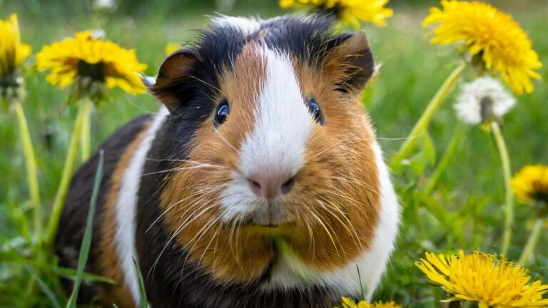 15 Chill Pets That Don’t Need As Much Attention As Dogs