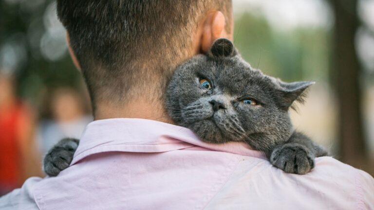 15 Clear Signs Your Cat Sees You As Their Favorite