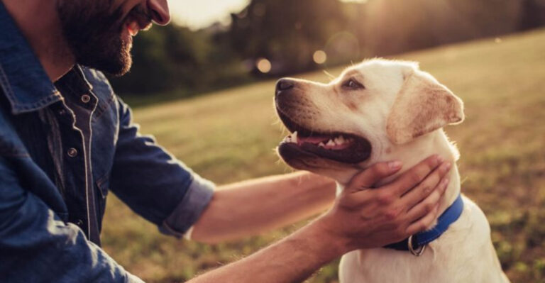 15 Clear Signs Your Dog Is Joyful (And How To Spot When They’re Not)