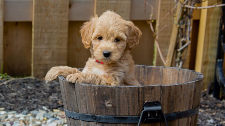 15 Important Things You Should Know About The Mini Goldendoodle