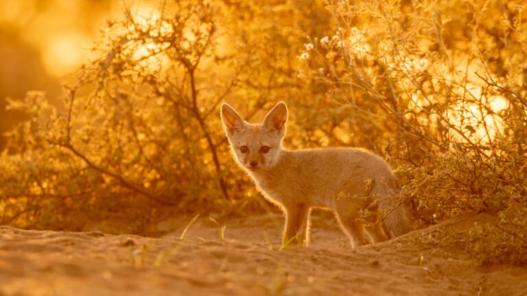 15 Incredible Animals That Can Live With Little To No Water