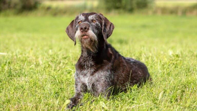 15 Remarkable Newfoundland Mixes That Will Steal Your Heart