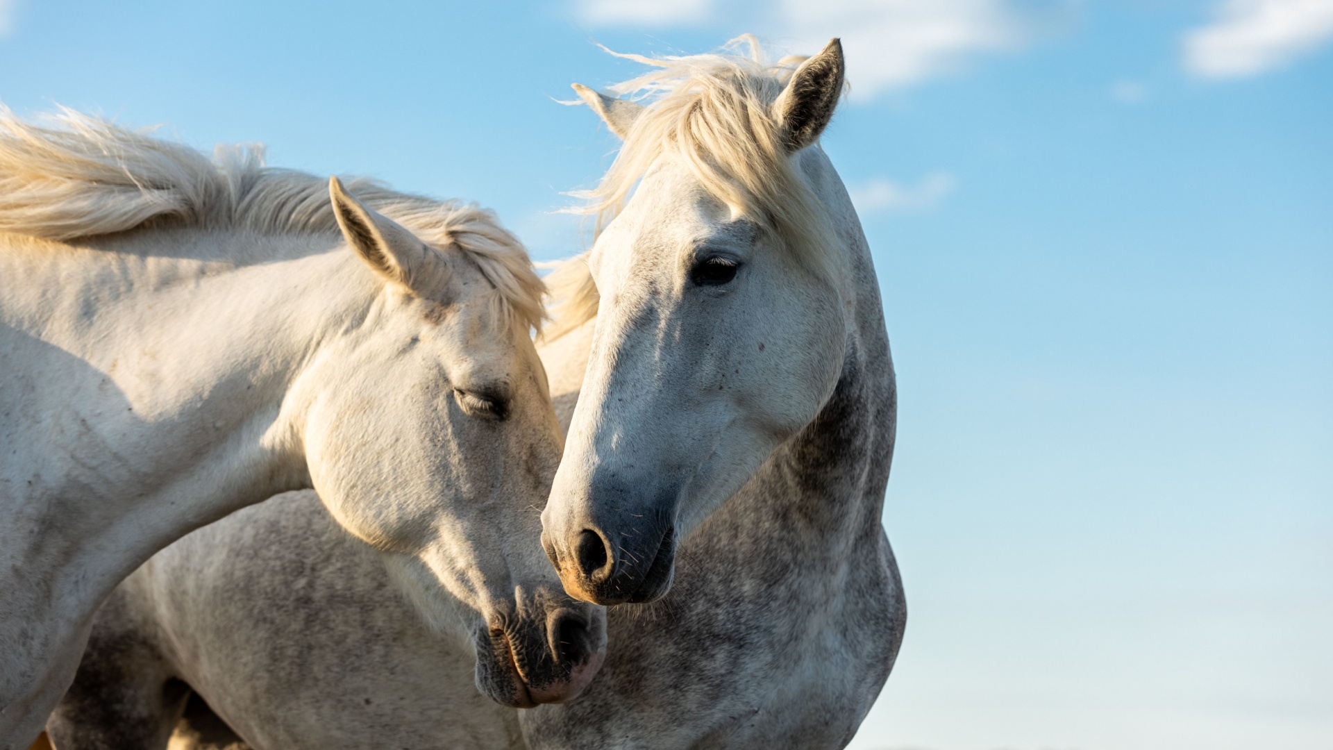 15 Unique And Rare Horse Breeds You Have Never Seen Before