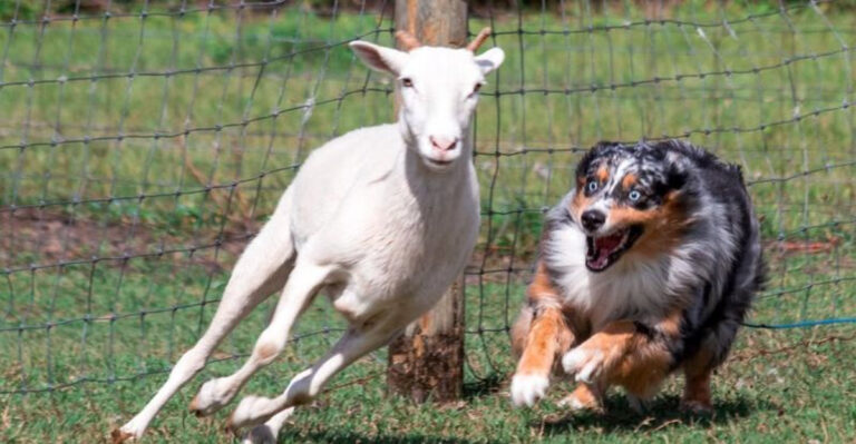 15 Cattle Dog Breeds That Are Masters Of Herding And Protection