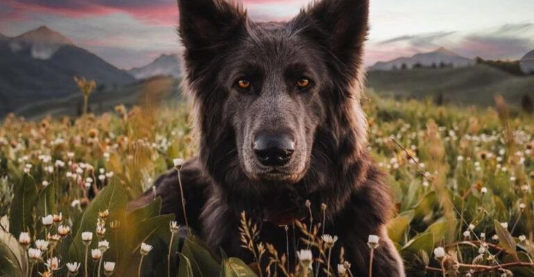 15 Fun Facts About The Blue German Shepherd
