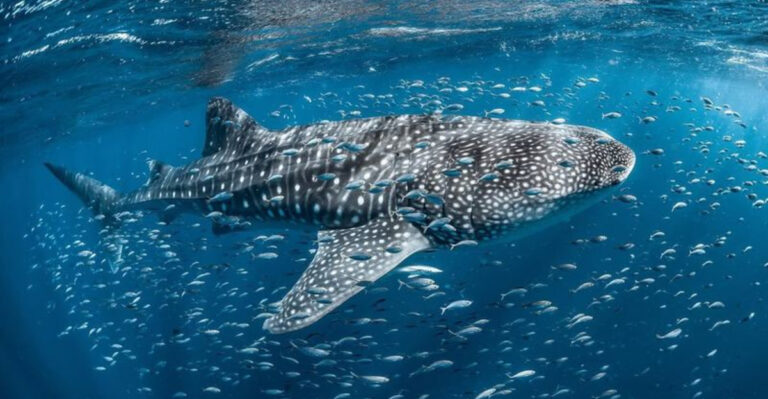 15 Marine Animals On The Edge Of Extinction You Need To Know About
