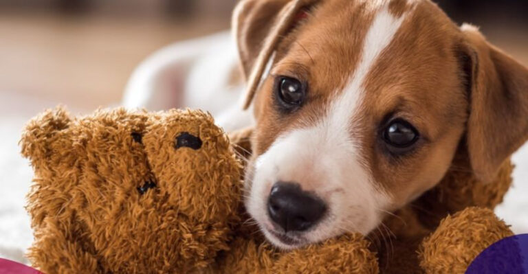 16 Common Struggles Of Puppy Parenthood And How to Overcome Them
