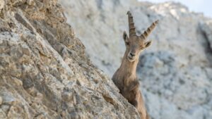 This Animal Can Do Things Humans Can’t!