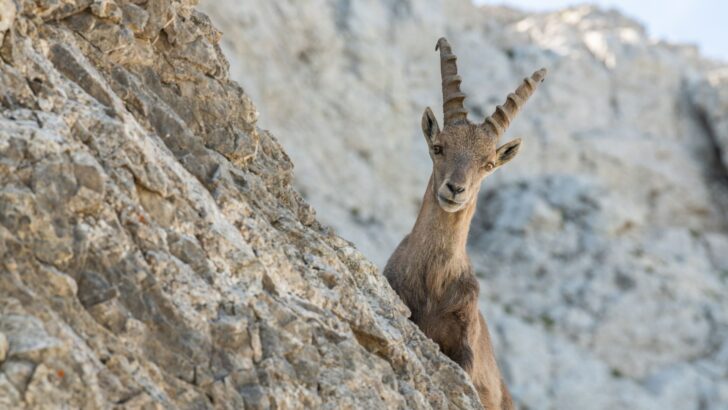 This Animal Can Do Things Humans Can’t!