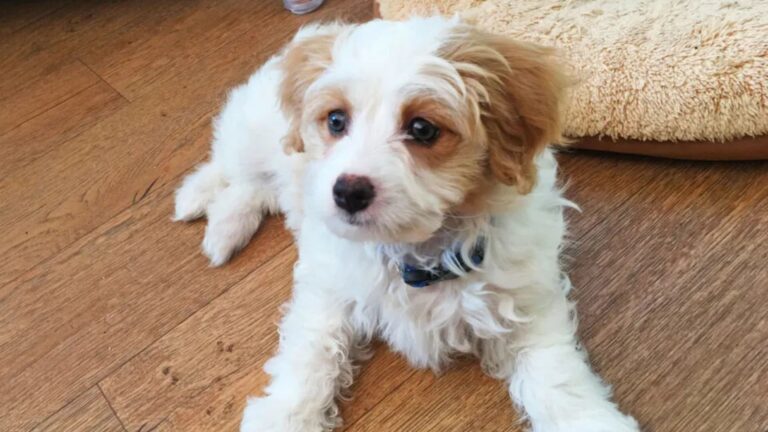 17 Cavalier King Charles Spaniel Mixes Nobody Can't Resist
