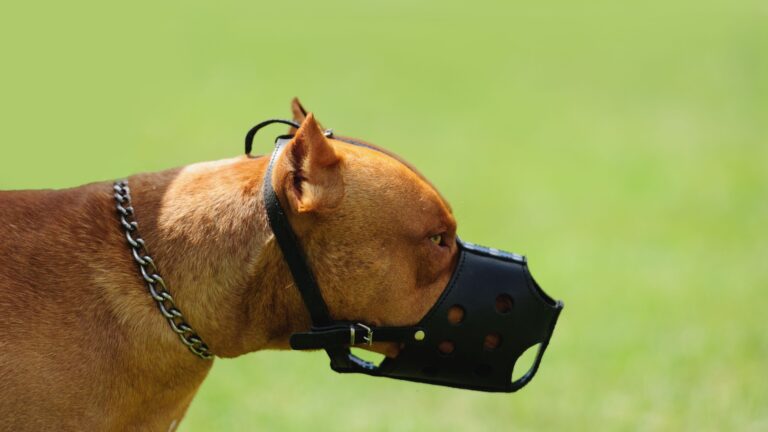 17 Dog Breeds Most Frequently Banned Across The United States