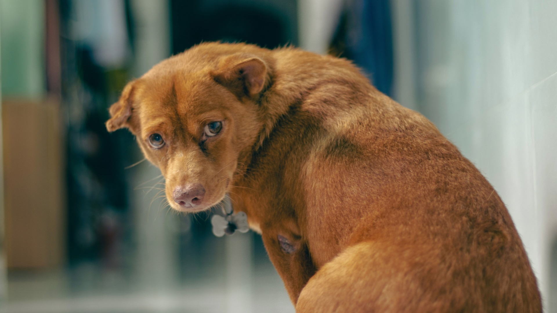 17 Dogs Who Just Can’t Handle Alone Time