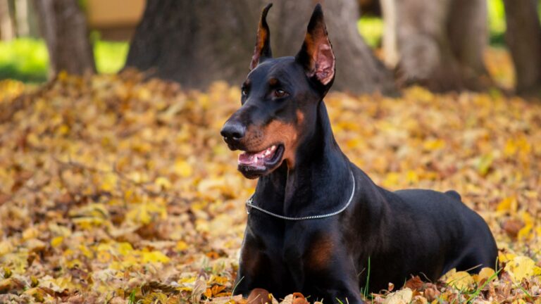 17 Must-See Doberman Mixes Everyone’s Talking About
