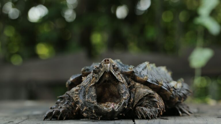 17 Rare Animals That Can Only Be Found In The U.S.