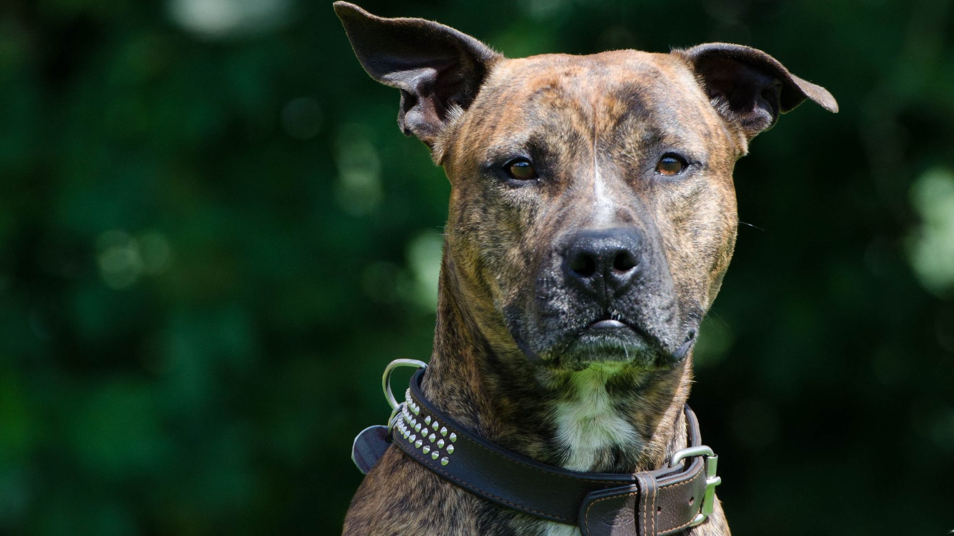 17 Stunning Dogs That Resemble Pitbulls But Aren’t