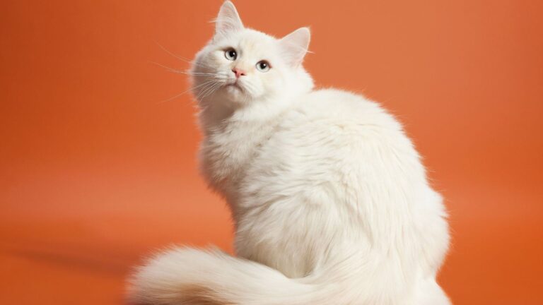 17 Stunning White Cat Breeds With Mesmerizing Green Eyes