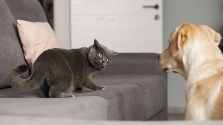 17 Worst Dog Breeds For Cats
