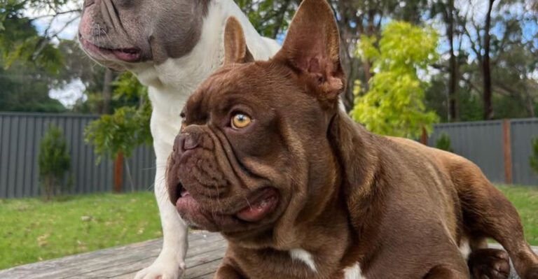 18 Facts About French Bulldog Colors And Why Chocolate Is The Most Popular