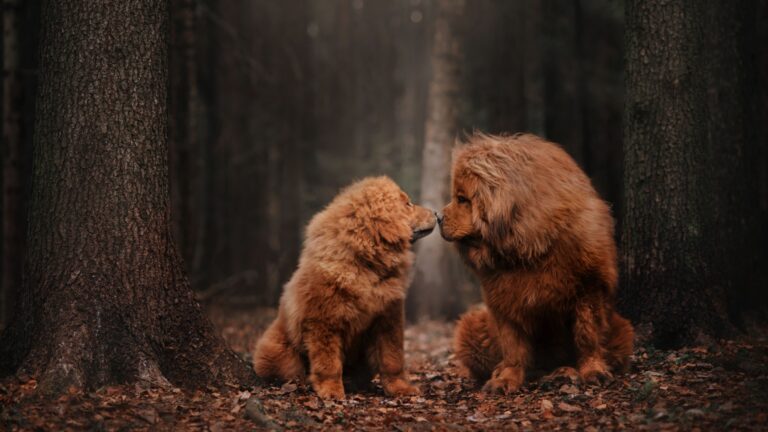 19 Big Fluffy Dog Breeds That Are Made For Cuddling