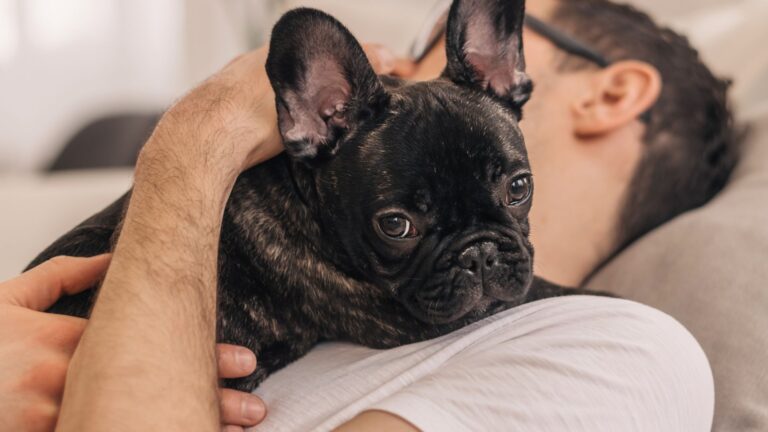 19 Dog Breeds That Bark The Least (Some Might Surprise You!)