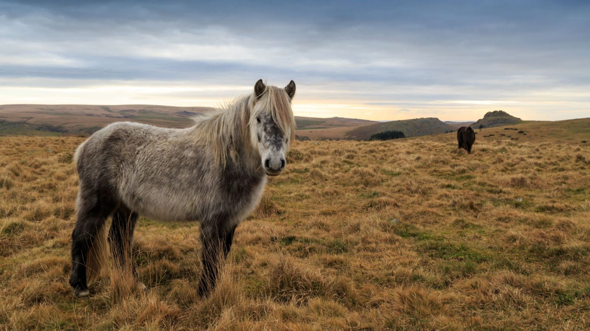 19 Smallest Horse Breeds From Around The World That Will Capture Your Heart