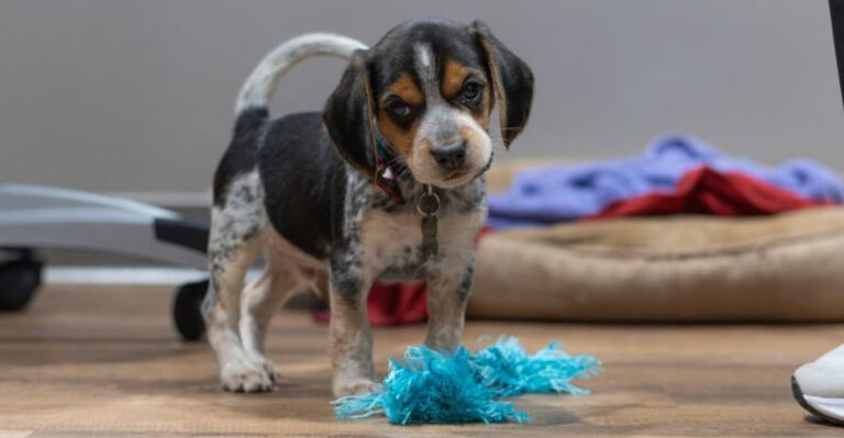 19 Things You Must Know Before Adopting A Blue Tick Beagle