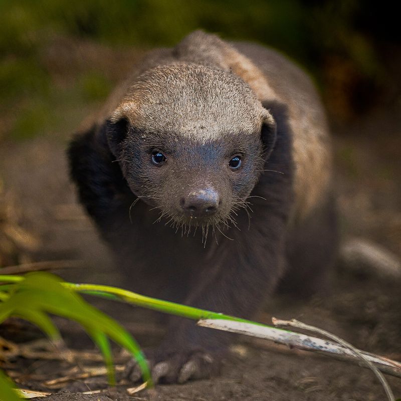 2. Honey Badger