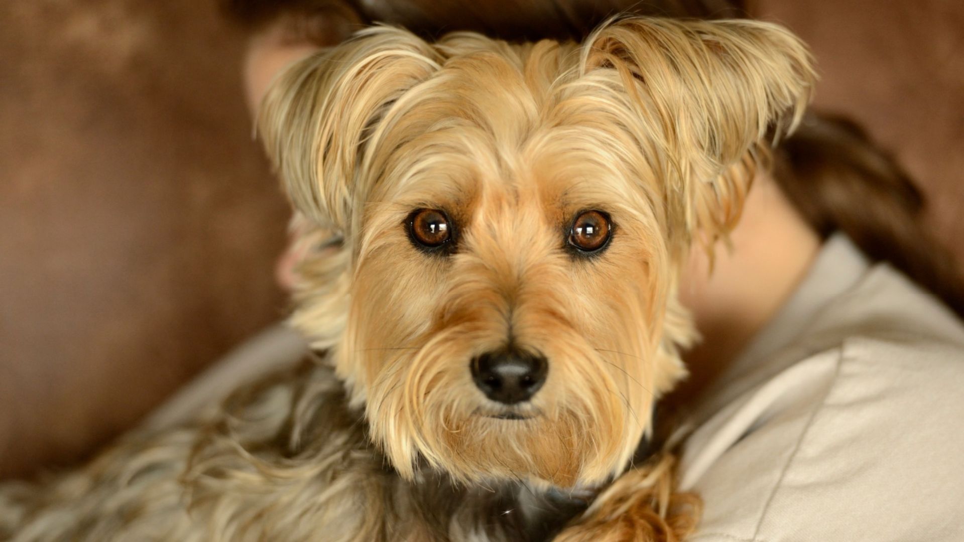 22 Stunning Yorkie Mixes That Will Capture Your Attention And Your Heart