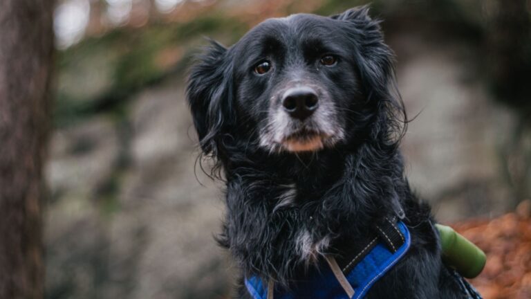 23 Adorable Border Collie Mixes You Won’t Be Able To Resist